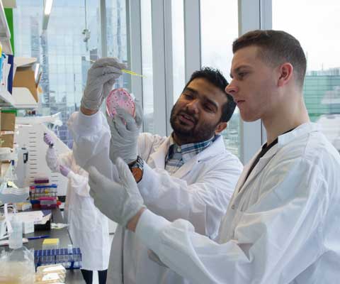 Un chercheur et un étudiant examinent une boîte de Petri dans un laboratoire.