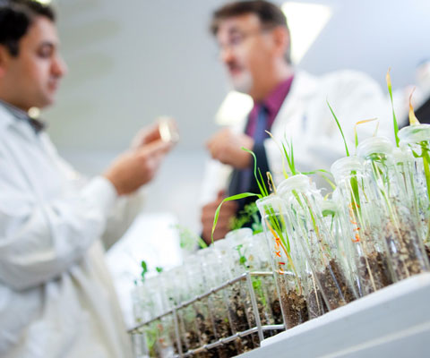 Two researchers study plants and soil in test tubes.