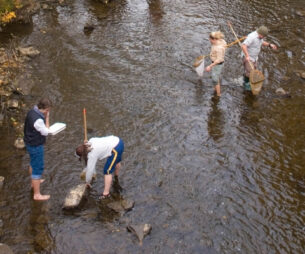 4 researchers working in a shallow river. 3 of them are using nets.