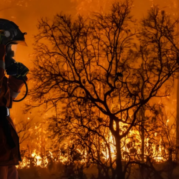 A firefighter in a forest fire