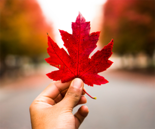 Hand holding a maple leaf and blurred background