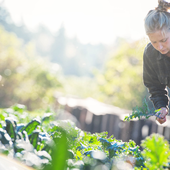 Young person working in field of vegetables