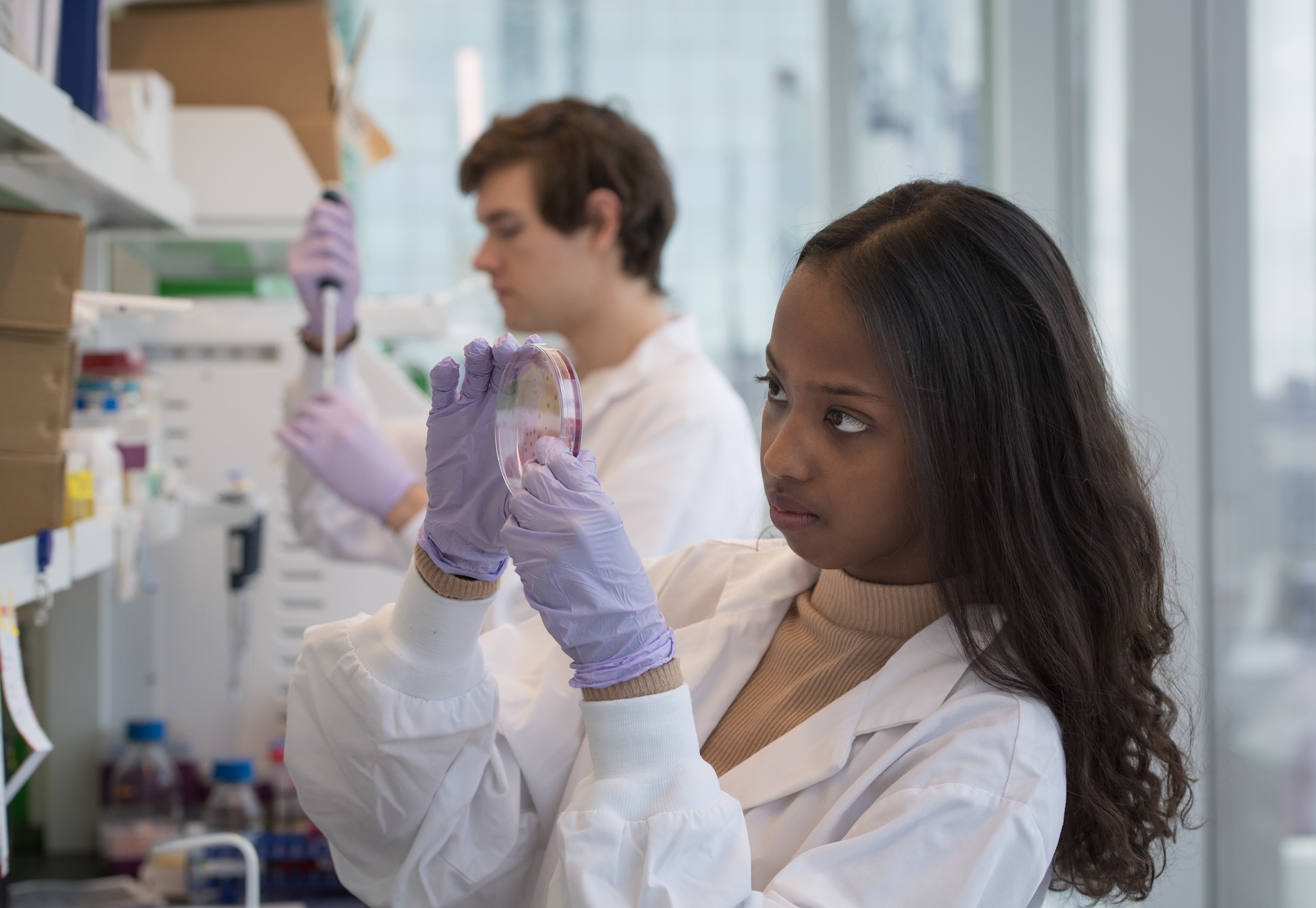 Two students wearing protective gear in a laboratory looking at a pitri dish