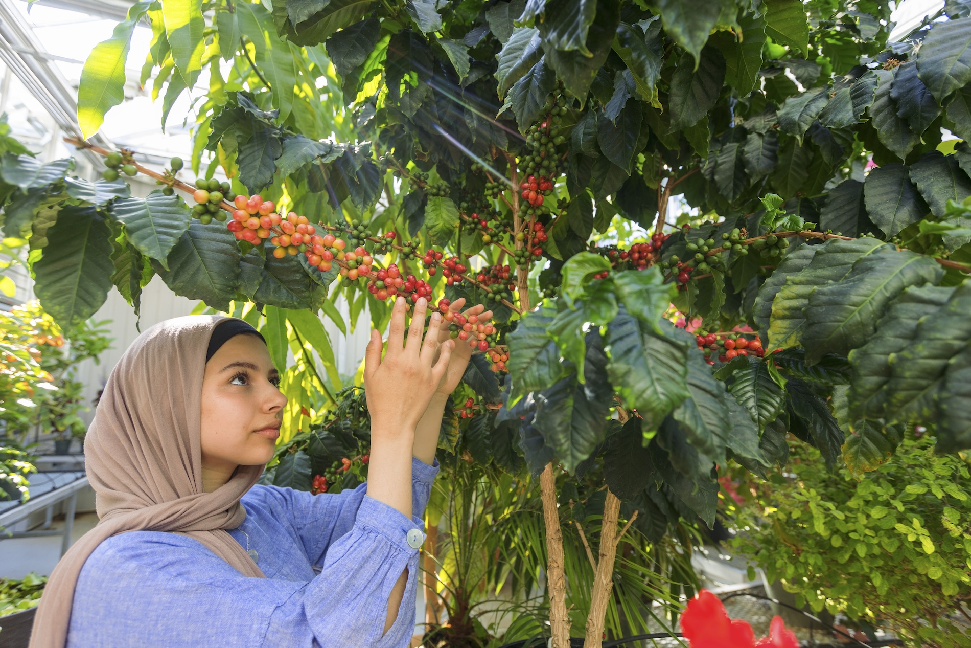 A student looking at a tomato plant inside a greenhouse