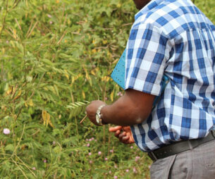 African researcher holding a blade of grass in the forest.