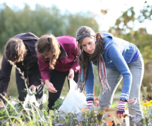 Three students research on vegetables in a field