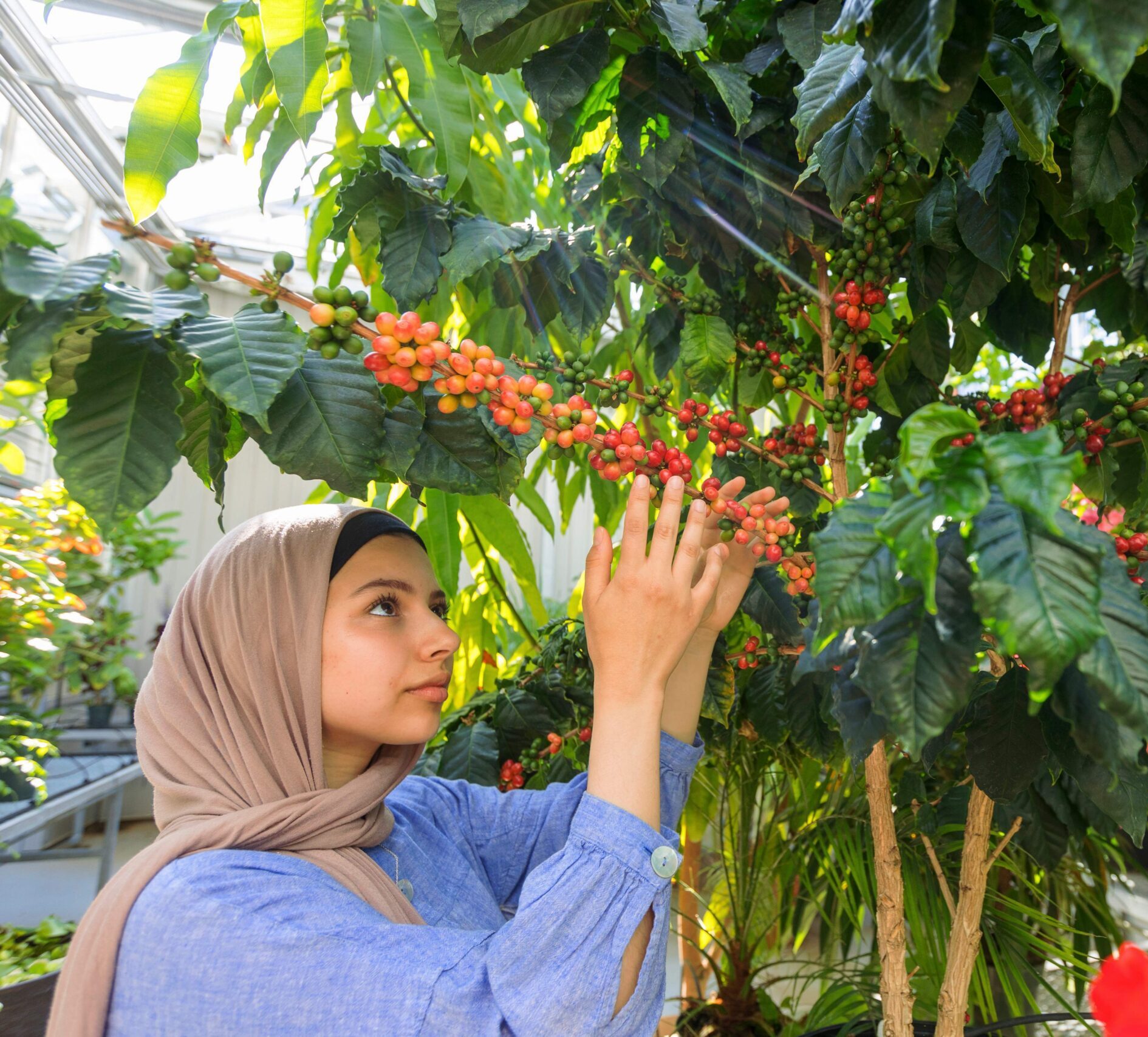 A woman working with trees in a greenhouse.